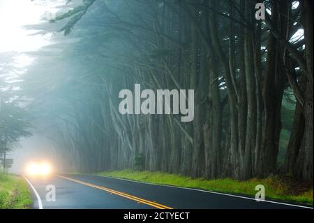 Car moving on a road along cypress trees, Fort Bragg, California, USA Stock Photo