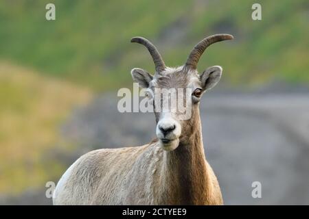 A portrait of a wild female bighorn sheep "Ovis canadensis", up close in rural Alberta Canada. Stock Photo