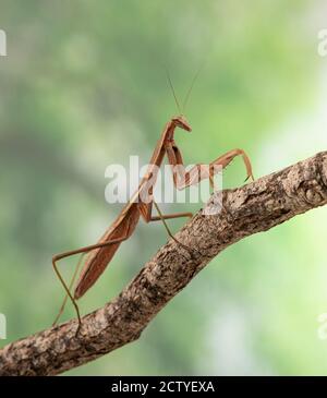 Praying Mantis (Tenodera aridifolia sinensis / Chinese praying mantis) on a branch, on a natural green background Stock Photo