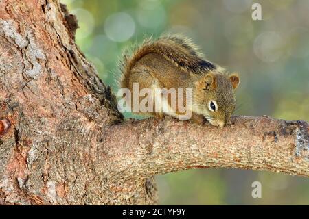 A red squirrel 'Tamiasciurus hudsonicus:, sleeping on a tree branch in rural Alberta Canada Stock Photo