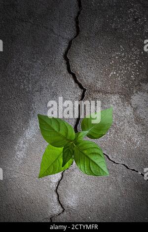Young tree plant growing through the cracked concrete floor Stock Photo
