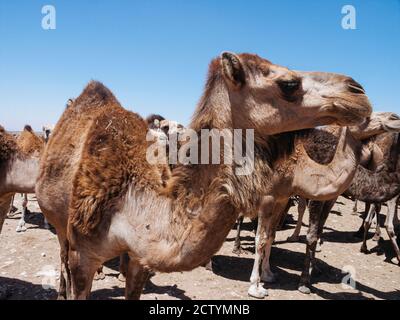 Camel Market in Guelmim, in southern Morocco. Stock Photo