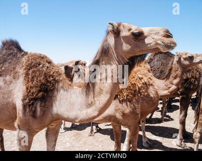 Camel Market in Guelmim, in southern Morocco. Stock Photo