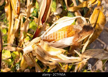 Dry corn cobs, seeds for future harvest, autumn garden work Stock Photo