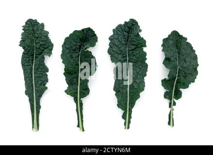 Lacinato Kale. Superfood harvest. Also known as  Dinosaur Kale, Tuscan Kale or 'Cavolo Nero'. Multiple dark blue-green embossed leaves grown in organi