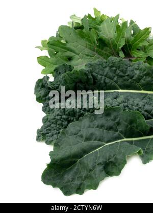 Kale medley of Red Russian Kale and Lacinato Kale. Top view of multiple partial leaves. Close up. Home grown garden harvest. Healthy lifestyle and sup