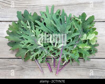 Red Russian Kale extravaganza, just harvested. Organic home grown veggie bounty / harvest started from seeds, indoors. Green and purple curly kale. Stock Photo