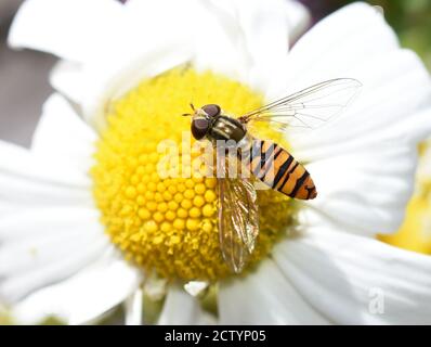 The hoverfly episyrphus balteatus on a white daisy flower Stock Photo