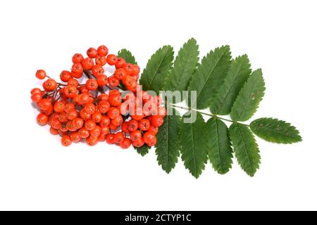Rowanberries from mountain ash Sorbus aucuparia isolated on white background Stock Photo