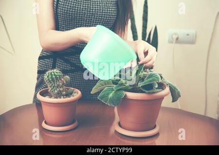 A woman watering a flower's on wooden table A woman watering a flower's on wooden table