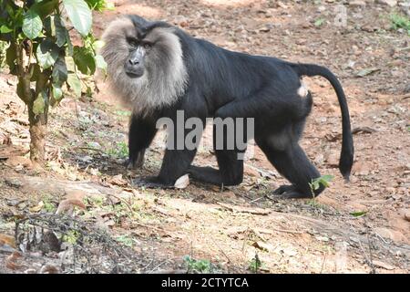 Lion-tailed macaque ( Macaca silenus ) Stock Photo