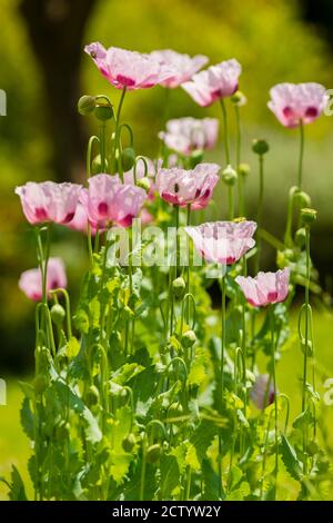 Papaver somniferum, commonly known as the opium poppy, breadseed, species of flowering plant in the family Papaveraceae. Stock Photo