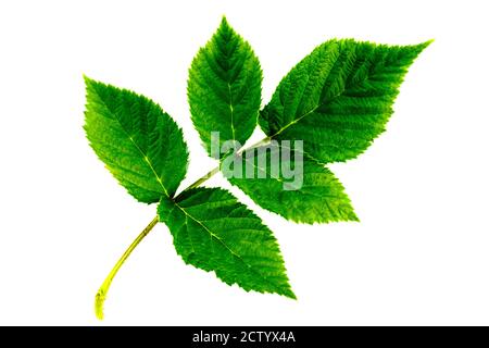 raspberry leaf inflorescence isolated on the white background Stock Photo