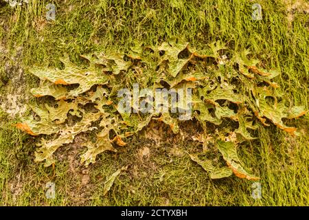 Lobaria pulmonaria, large epiphytic lichen, symbiosis among ascomycete fungus, a green algal partner and a cyanobacterium. Tree lungwort, lung moss, s Stock Photo