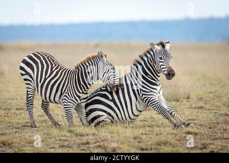 Two zebras play fighting in Amboseli National Park in Kenya
