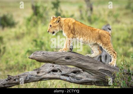 Curious lion cub climbing a dead tree with green bush in the background in Masai Mara in Kenya