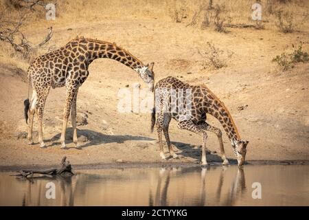 Two male giraffe drinking water in Kruger Park in South Africa Stock Photo