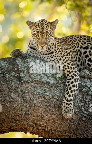 Vertical portrait of a leopard lying in tree in Kruger Park in South Africa Stock Photo