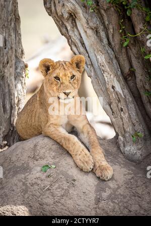 Vertical portrait of a lion cub sitting on a termite mound under a dead tree in Masai Mara in Kenya Stock Photo