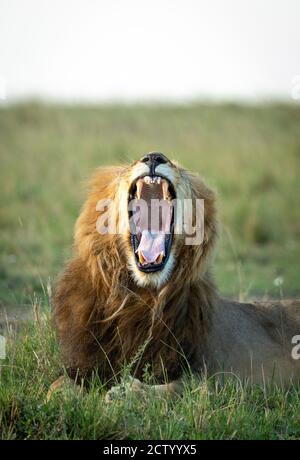 Vertical portrait of a lion yawning in green plains of Masai Mara in Kenya Stock Photo