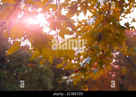 Yellow maple leaves on a background of shining sunlight. Autumn background. Stock Photo