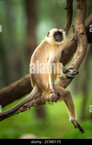 Male Indian Northern plains gray langur (Semnopithecus entellus ...