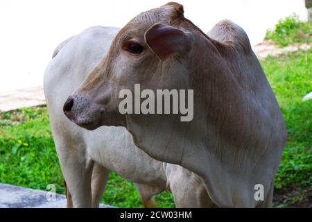 a close shot of Indian white young calf looking back Stock Photo