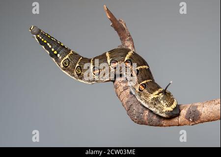 Impatiens hawk moth caterpillar (Theretra oldenlandiae). In Japan it is known as “sesujisuzume”. On dry branch with gray background. Stock Photo