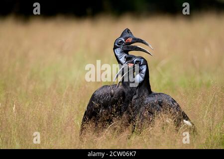 Abyssian Ground Hornbill or Northern Ground Hornbill, bucorvus abyssinicus Stock Photo