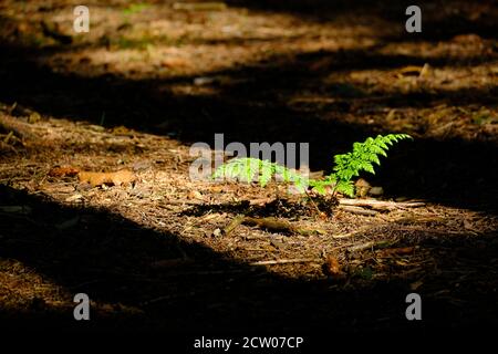 A fern sprouting up in the woodland at Beacon Fell in Lancashire, UK. Stock Photo