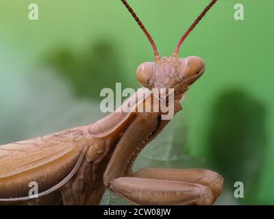 Close-up of a brown praying mantis sitting on a green leaf Stock Photo