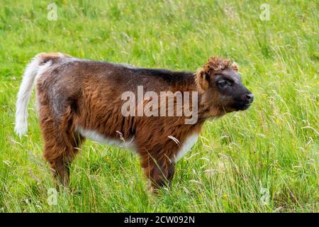 schottische Hochlandrinder - Highland cattles Stock Photo