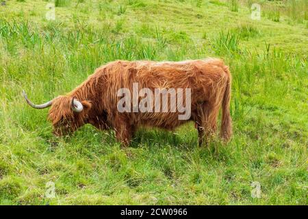 Highland Cattle auf einer Weide im schottischen Hochland Stock Photo