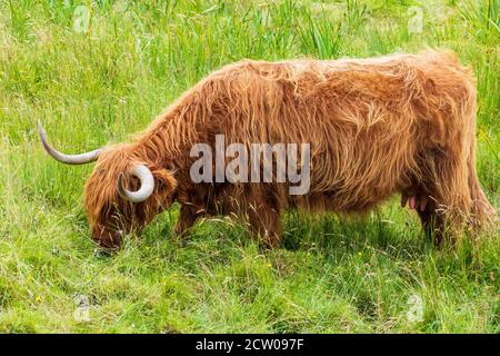 Highland Cattle auf einer Weide im schottischen Hochland Stock Photo