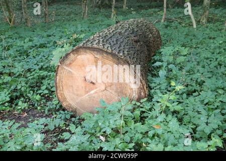 cutten tree trunk in the forest Stock Photo