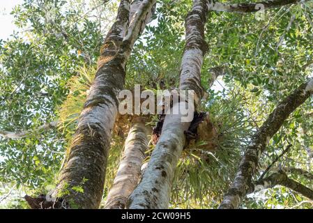 Massed Elkhorn plants (Platycerium bifurcatum) growing high in the canopy of a Hoop Pine forest in the Yarriabini National Park in NSW, Australia Stock Photo