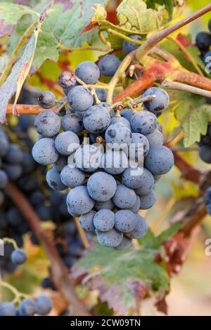 Rote Weintrauben kurz vor der Ernte in der Pfalz, 2020 Stock Photo