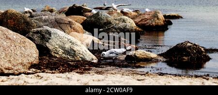 Seagulls on a beach shore with rocks and sand Stock Photo