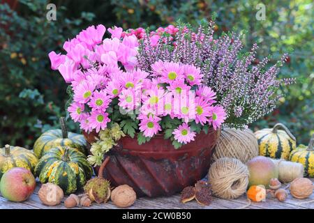 pink autumn flowers in old guglhupf mould as garden decoration Stock Photo