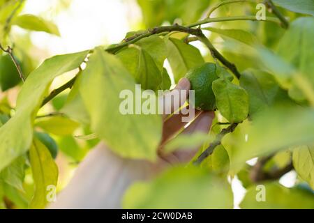 Not ripe small lime fruit on a tree branch in the garden. Citrus farm. Immature fruit. Lemon hanging on tree Stock Photo