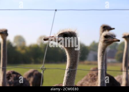 Ostriches on a farm behind the fence Stock Photo