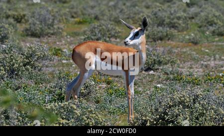 Side view of a springbok antelope (antidorcas marsupialis) with brown fur and white face looking back on bush land in Etosha National Park, Namibia. Stock Photo