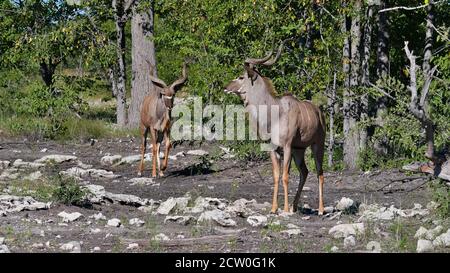 Two greater kudu woodland antelopes (tragelaphus strepsiceros) with antlers and trees in the beckground in Kalahari desert, Etosha National Park. Stock Photo