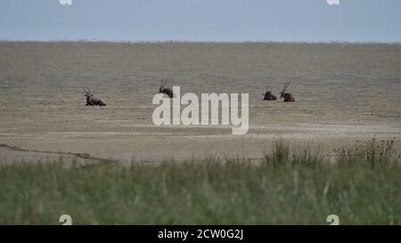 Group of four oryx antelopes (East African oryx, oryx beisa, gemsbok) resting on soil in Etosha pan during midday heat in Etosha National Park. Stock Photo