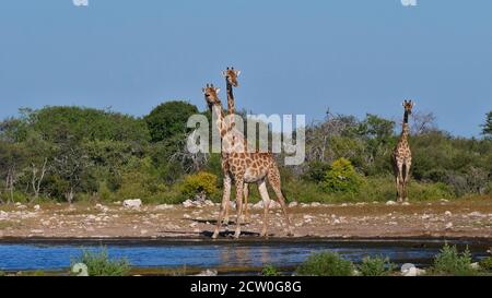 Two angolan giraffes (giraffa camelopardalis angolensis, namibian giraffe) with twisted necks at Namutoni waterhole in Etosha National Park.