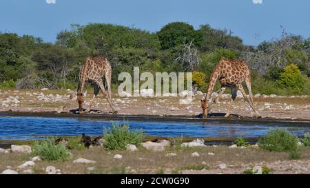 Two angolan giraffes (giraffa camelopardalis angolensis) drinking water with spread legs at Namutoni waterhole in Etosha National Park, Namibia. Stock Photo