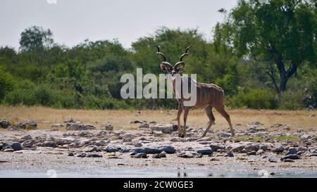 Majestic greater kudu woodland antelope (tragelaphus strepsiceros) with huge antlers at a waterhole in Kalahari desert, Etosha National Park, Namibia. Stock Photo