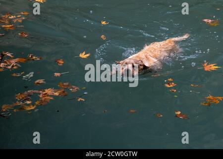 Dog Golden Retriever playing and swimming in a lake Stock Photo