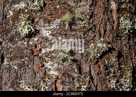 Bark of a beech tree Stock Photo