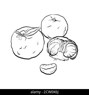 Contour black and white cartoon illustration of  mandarin. Citrus. Vector element for the menu, card and your creativity. Stock Vector
